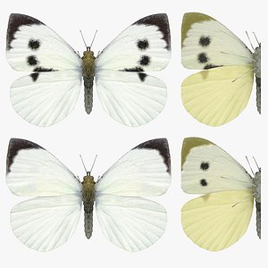 Large White Collection