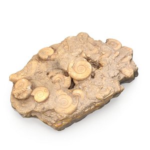 3D fossil model