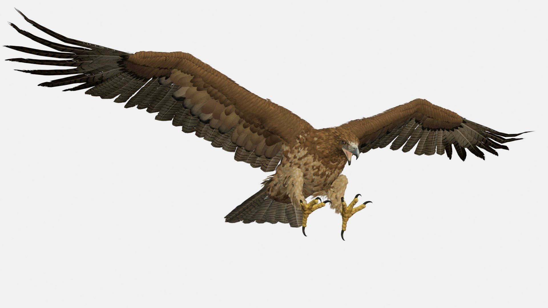 Realistic Gurney Eagle Rigged 3D model preview