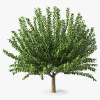 Fruitless Mulberry Tree