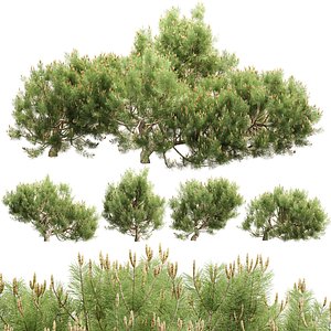 3D model Mugo Pine Bush Collection Vol 344