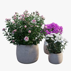 grow flowers pots rose 3D model