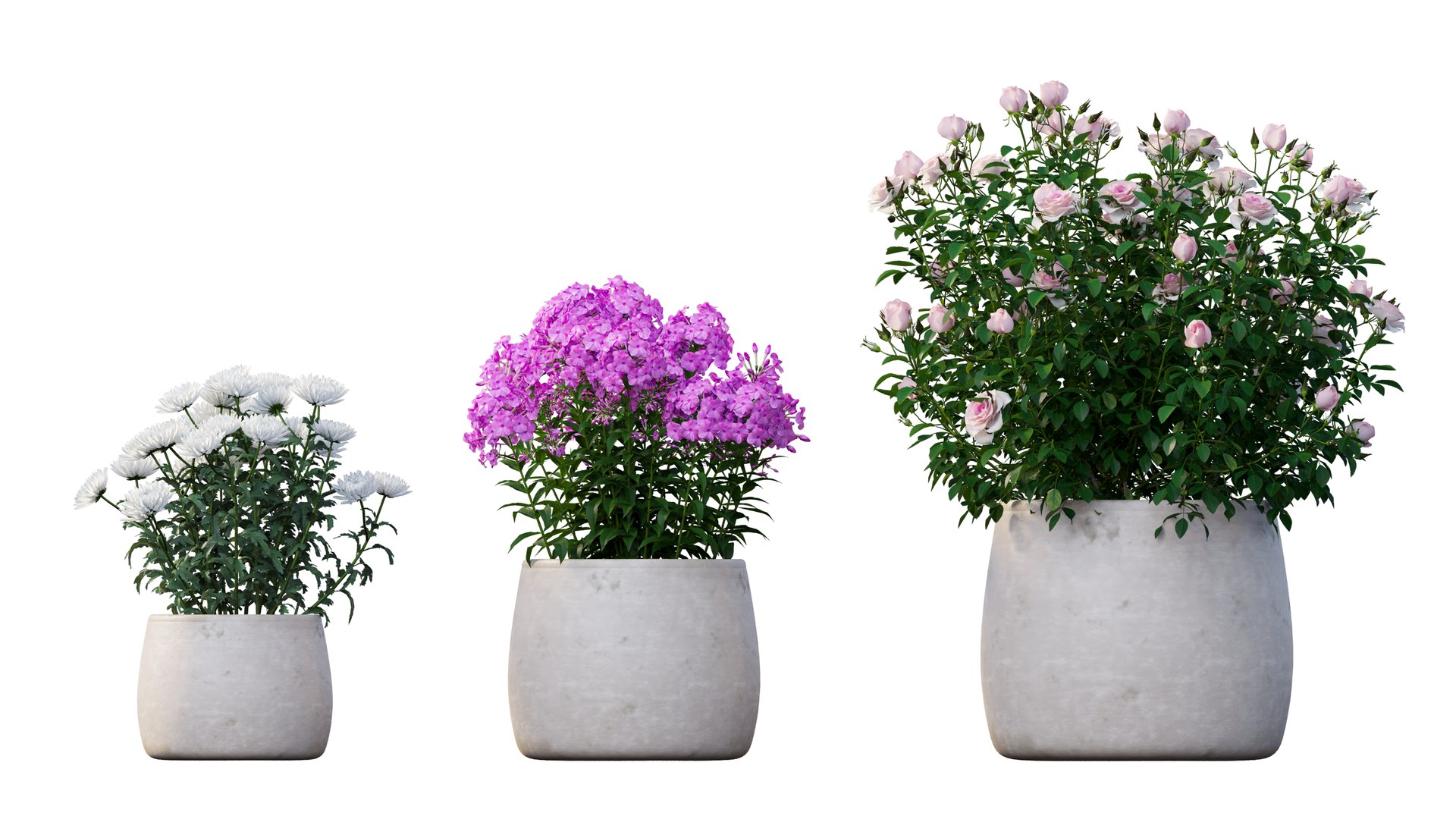 grow flowers pots rose 3D model https://p.turbosquid.com/ts-thumb/gn/WbRig1/G93x1SER/9_interactivelightmix/png/1603699132/1920x1080/fit_q87/ae9370365de6f3f1ca52dd00e19a64eb61061798/9_interactivelightmix.jpg