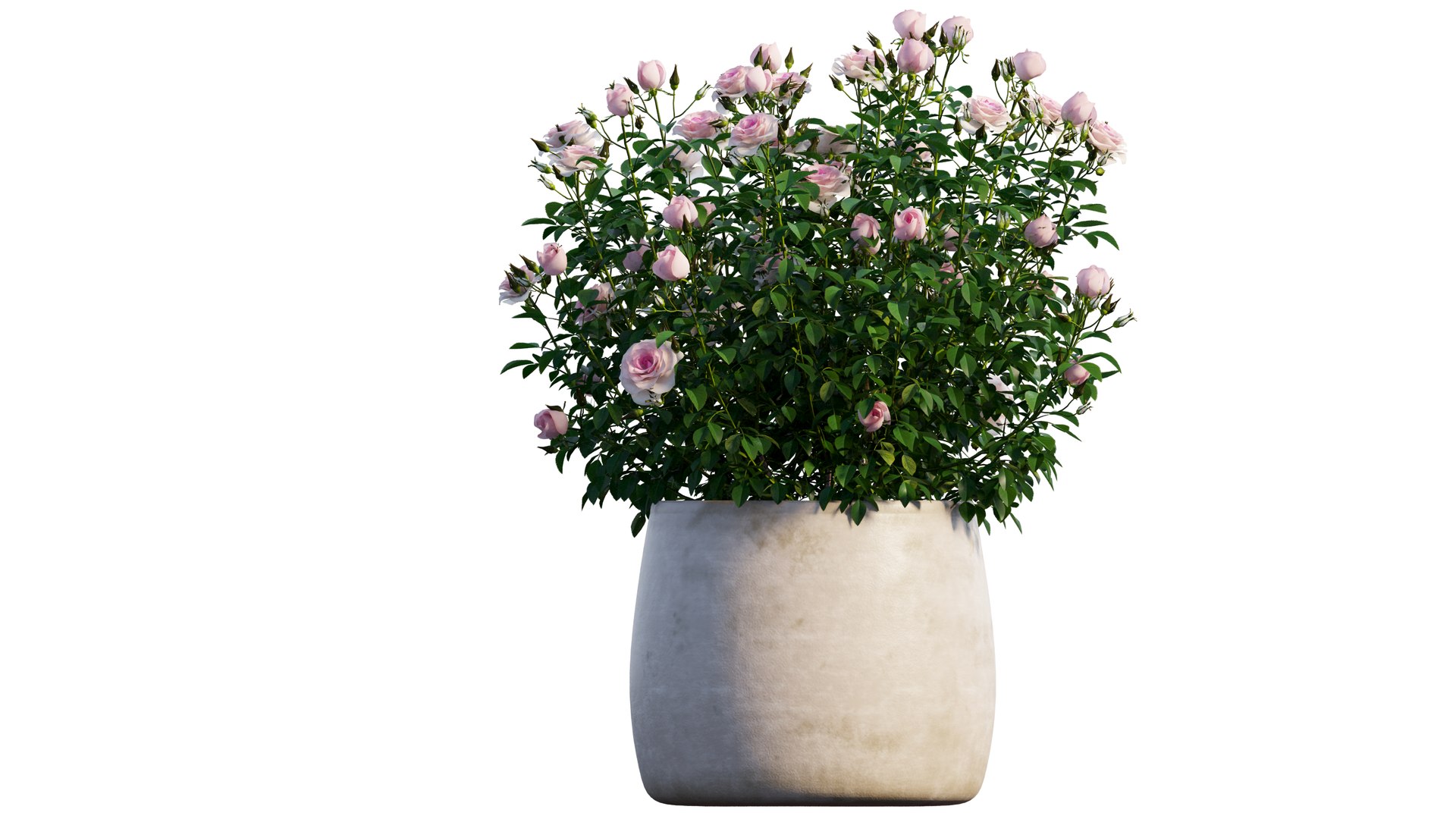 grow flowers pots rose 3D model https://p.turbosquid.com/ts-thumb/gn/WbRig1/Jn2pMSVm/5_interactivelightmix/png/1603699129/1920x1080/fit_q87/3daf6d0fdafb13ed5650f86a4e79d9a16ff9a5b1/5_interactivelightmix.jpg