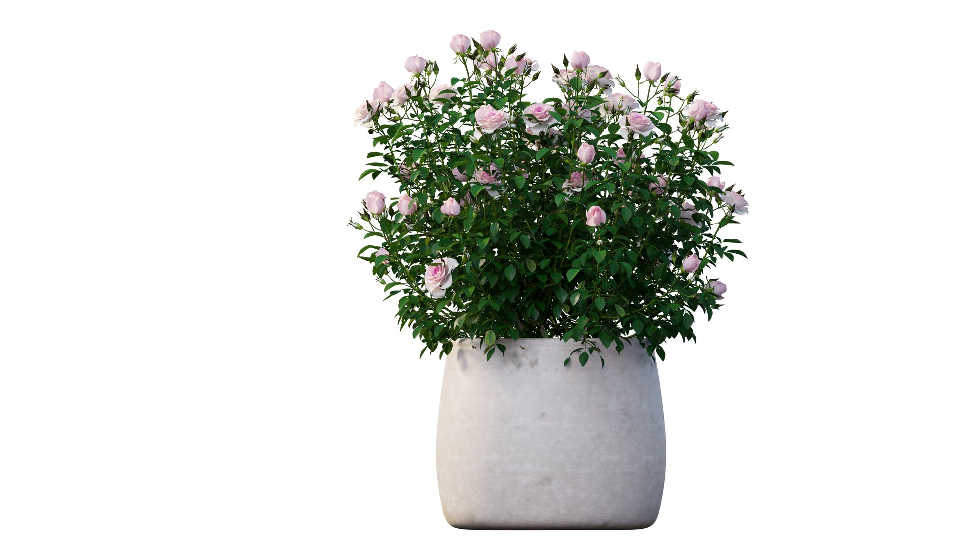 grow flowers pots rose 3D model https://p.turbosquid.com/ts-thumb/gn/WbRig1/QaFbwEbz/6_interactivelightmix/png/1603699129/1920x1080/fit_q87/6faa8b2949bf1753846453cf5562dada939ab096/6_interactivelightmix.jpg