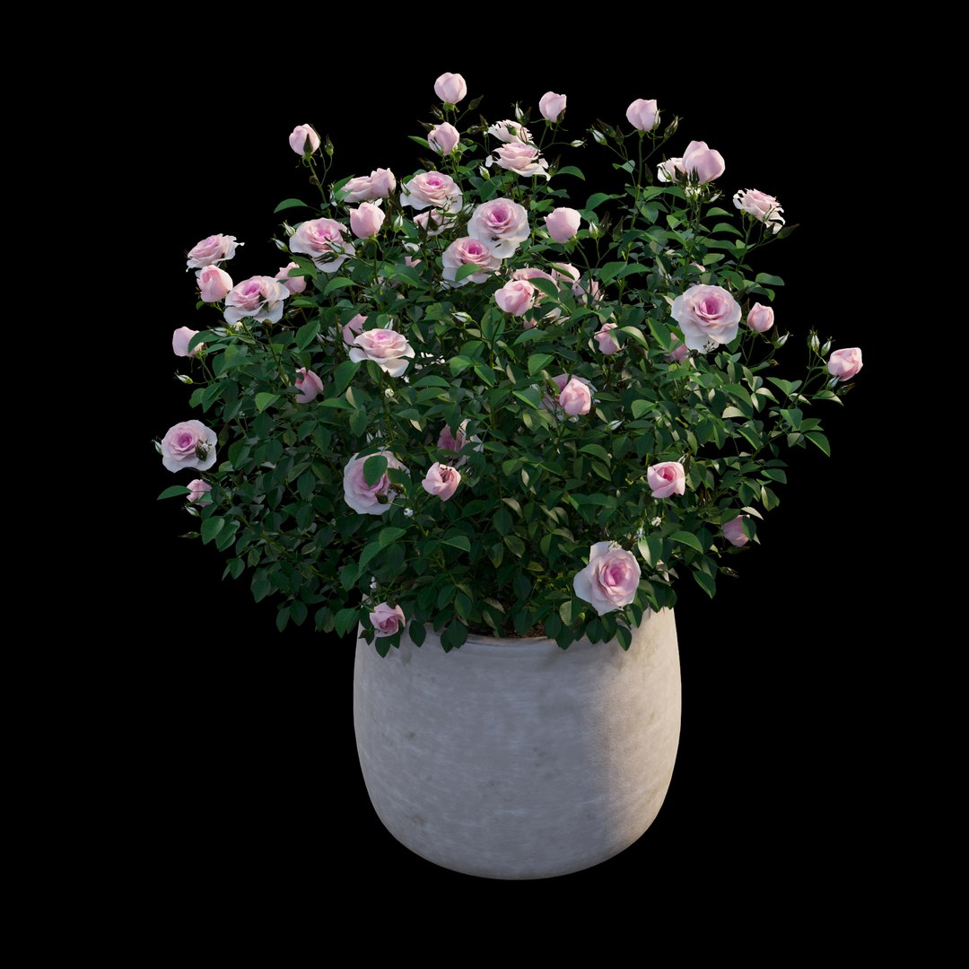 grow flowers pots rose 3D model https://p.turbosquid.com/ts-thumb/gn/WbRig1/QsfPMCIw/view05/jpg/1588592345/1920x1080/fit_q87/ce32138fa5e2d323cb4055c800dc1eb394b82d66/view05.jpg