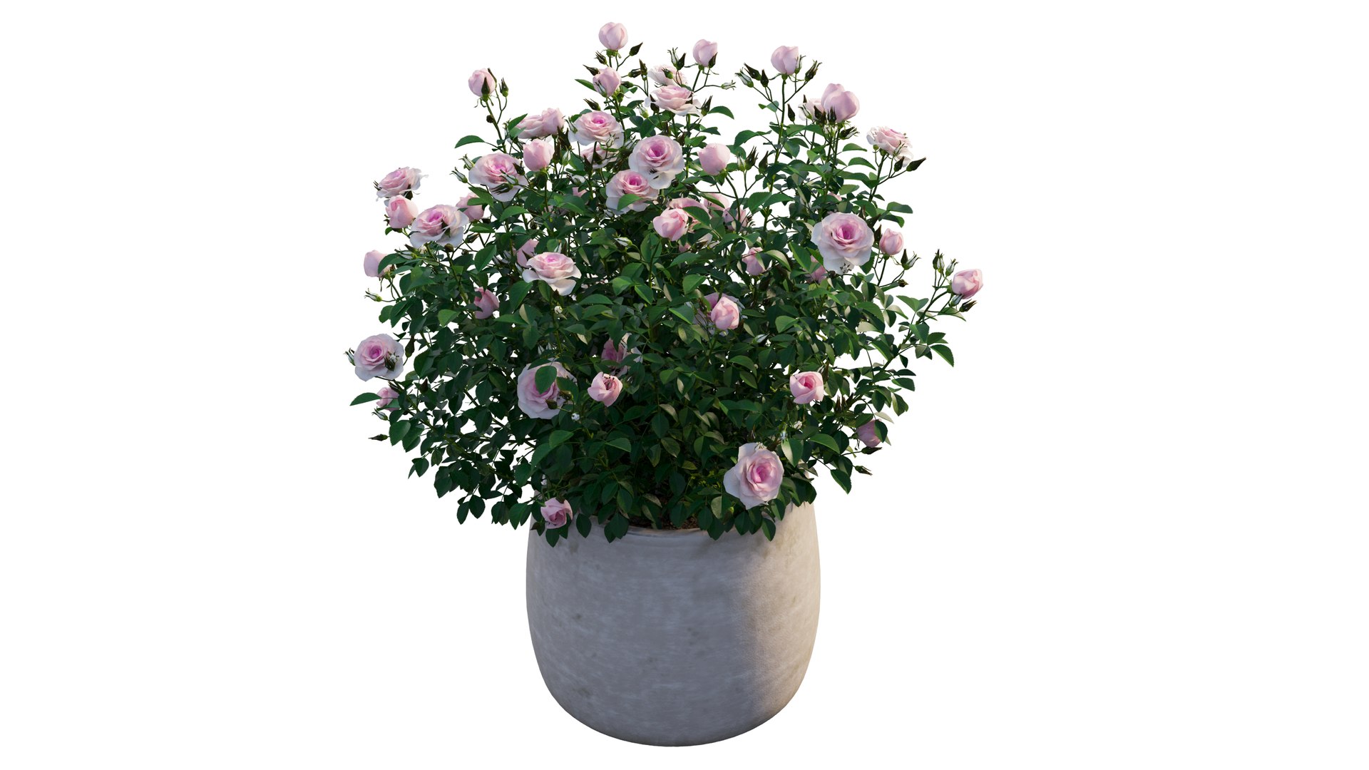 grow flowers pots rose 3D model https://p.turbosquid.com/ts-thumb/gn/WbRig1/p9sXWqoN/4_interactivelightmix/png/1603699128/1920x1080/fit_q87/4971a648f2c228ae37332d02f8baed7afa06f7b4/4_interactivelightmix.jpg