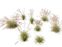 Themeda Triandra - Kangaroo Grass HighpolyLow Poly