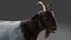 Pelzziege 03 Rigged und Animation in Blender