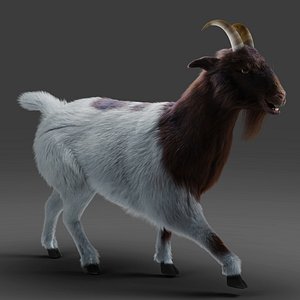 Fur Goat 03 Rigged and Animation in Blender 3D model