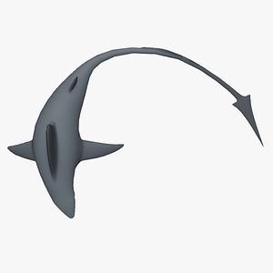 SHARK WITH LONG TAIL 3D model