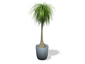 Beaucarnea Recurvata Plant