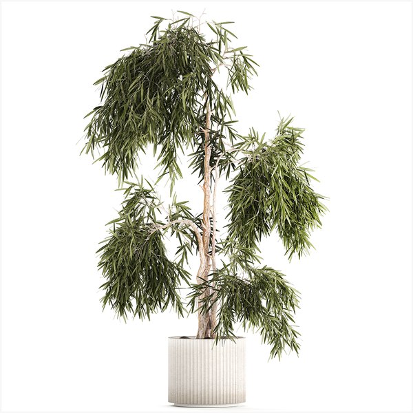 3D Beautiful weeping willow tree Olive in flowerpot 1346 model