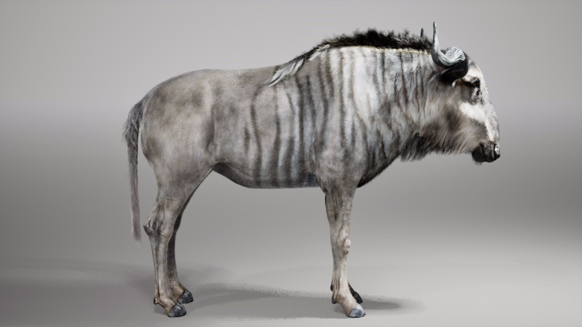 Wildebeest RIG UNREAL project 3D model https://p.turbosquid.com/ts-thumb/gn/qT8Sh0/3o/02/jpg/1729048777/1920x1080/fit_q87/bb827da12efbc9b8bc700fe15e32baa01ef8cffe/02.jpg