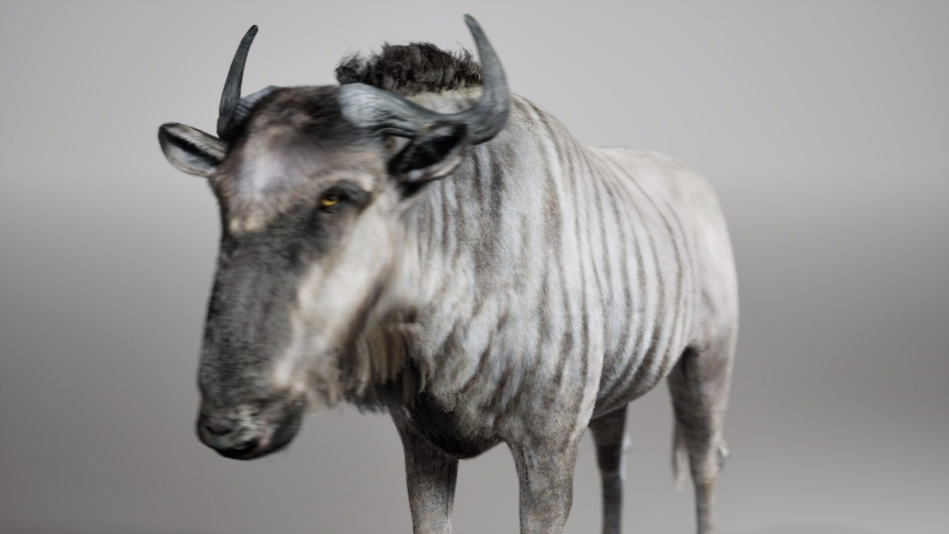 Wildebeest RIG UNREAL project 3D model https://p.turbosquid.com/ts-thumb/gn/qT8Sh0/Fq/04/jpg/1729048777/1920x1080/fit_q87/11c73754d81049398e63f522e956623bd5f9f35d/04.jpg