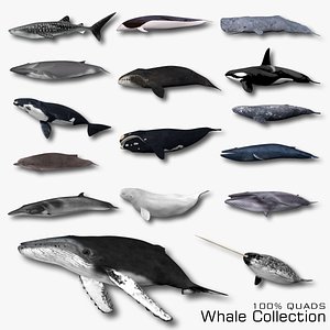 Whale Collection model