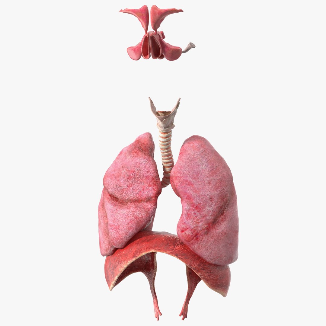 Male Respiratory System 3D model preview