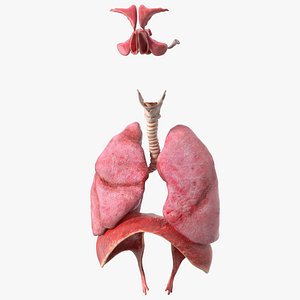 3D Male Respiratory System model