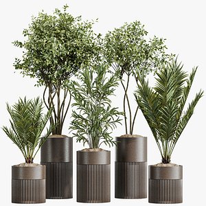 AV Indoor Plants Set 266 Areca Palm and Dypsis Lutescens and Beech Olea Europaea Olive Eucalyptus