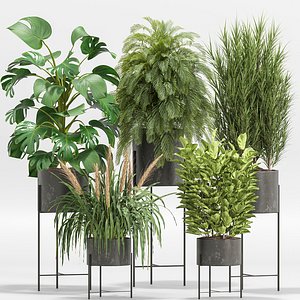 indoor Plant Set 013