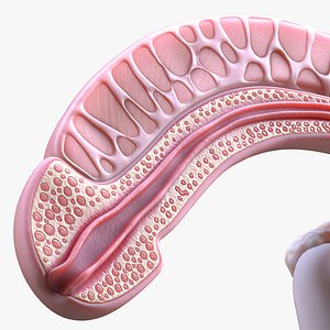 Male Reproductive System