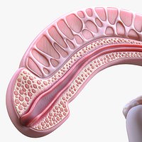 Male Reproductive System