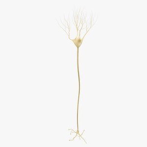 3D multipolar interneuron model