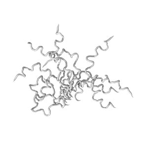 treponema pallidum syphilis bacteria 3D