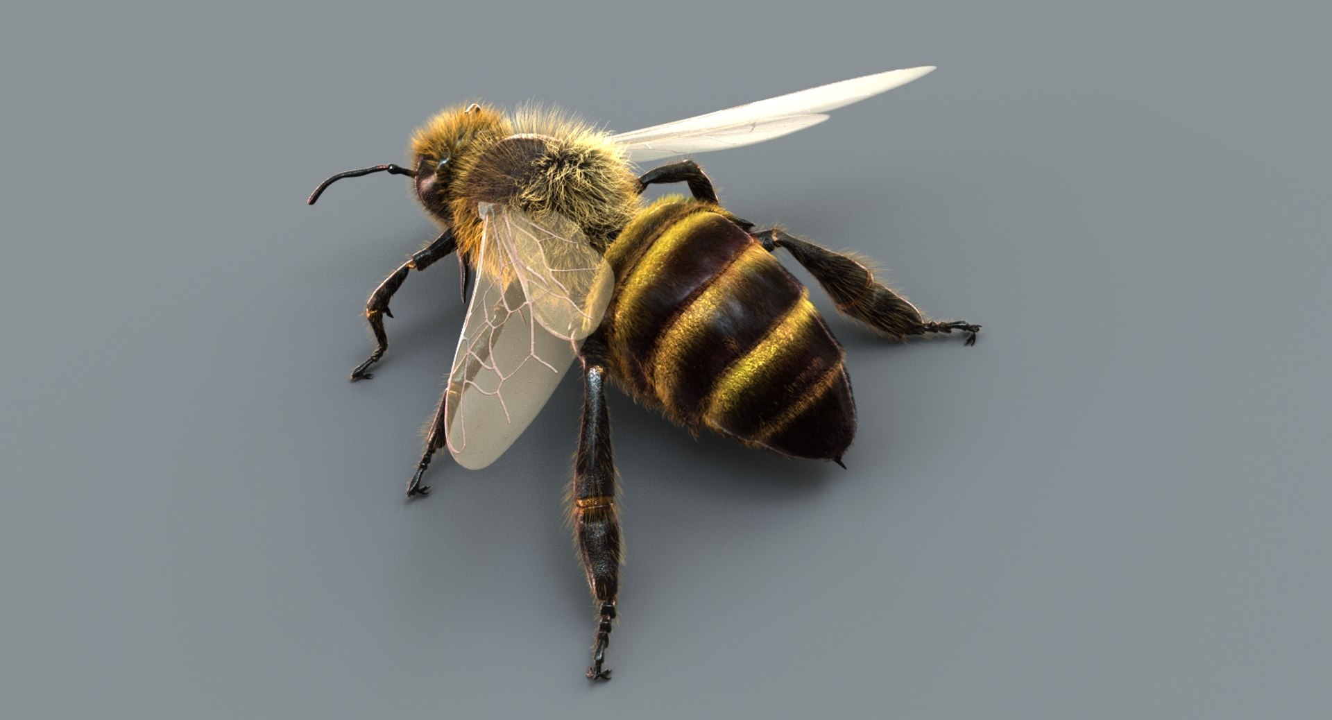 honeybee rigged fur 2 3D model https://p.turbosquid.com/ts-thumb/go/XvzpiT/2IJglvjG/sig04/jpg/1541132806/1920x1080/fit_q87/4ce264f72102cc0e9b8964c06b228e9bbf954978/sig04.jpg