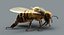 honeybee rigged fur 2 3D model