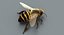 honeybee rigged fur 2 3D model