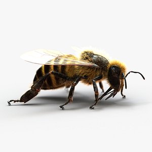 Honeybee (2) (RIGGED) (FUR)