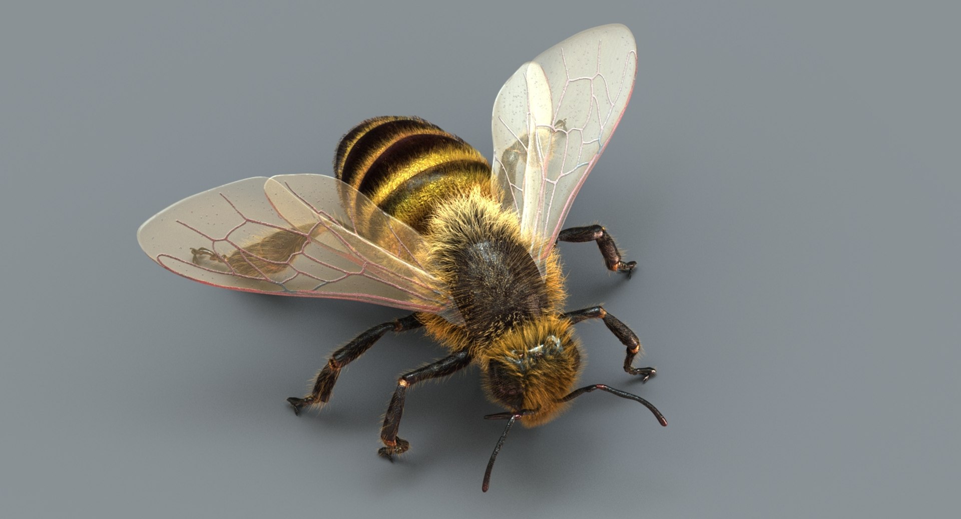 honeybee rigged fur 2 3D model https://p.turbosquid.com/ts-thumb/go/XvzpiT/lphh1fpt/sig07/jpg/1541132806/1920x1080/fit_q87/a14477af2a800fb96b880c8d9cfd3171d6483c5b/sig07.jpg