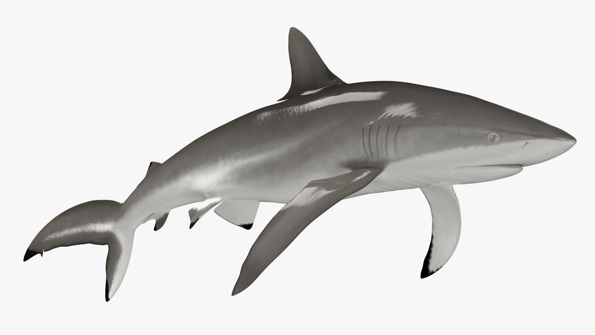 Realistic Silky Shark Rigged 3D model preview