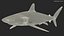 Requin soyeux réaliste gréé