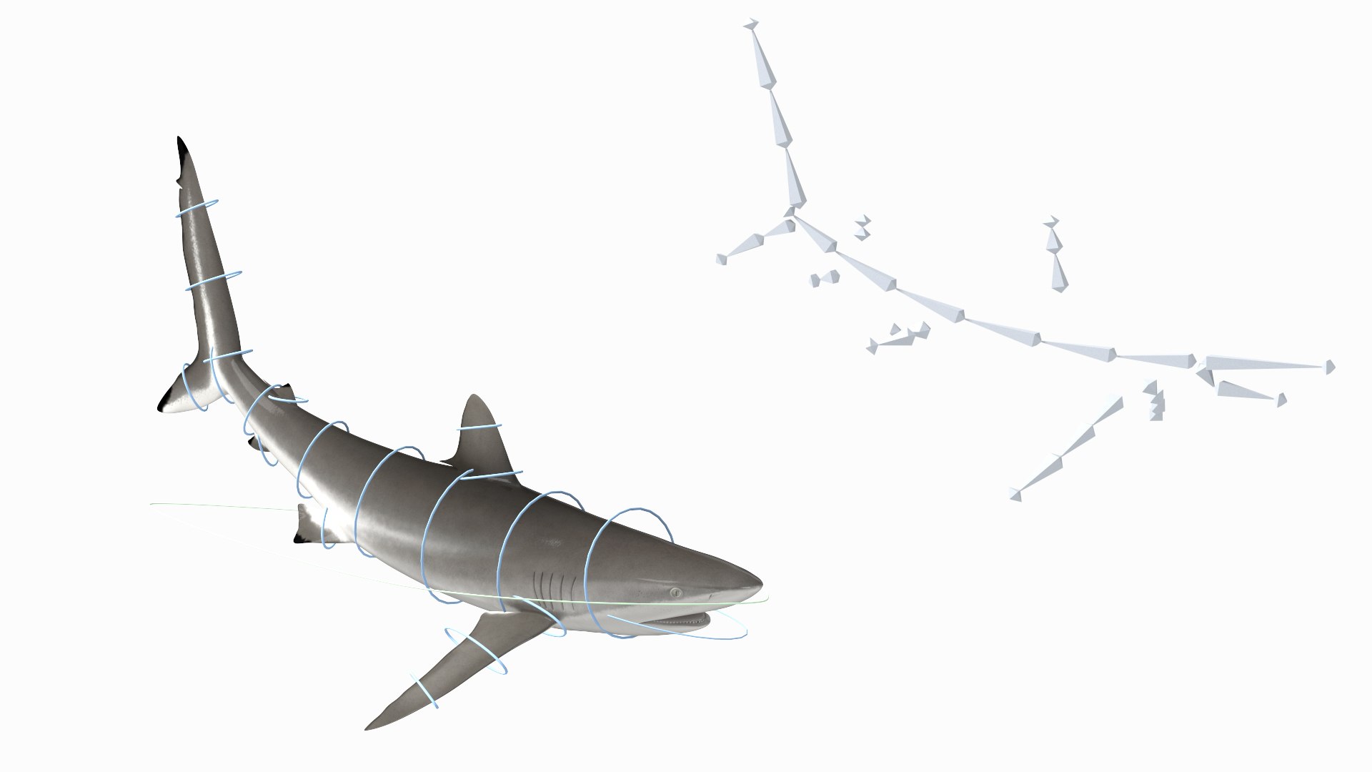 Realistic Silky Shark Rigged 3D https://p.turbosquid.com/ts-thumb/go/YUOaj3/G4/realisticsilkysharkrigged3dmodel002/jpg/1722825535/1920x1080/fit_q87/df9f750d3e12943b725d585ab72162615401f197/realisticsilkysharkrigged3dmodel002.jpg