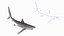 Requin soyeux réaliste gréé