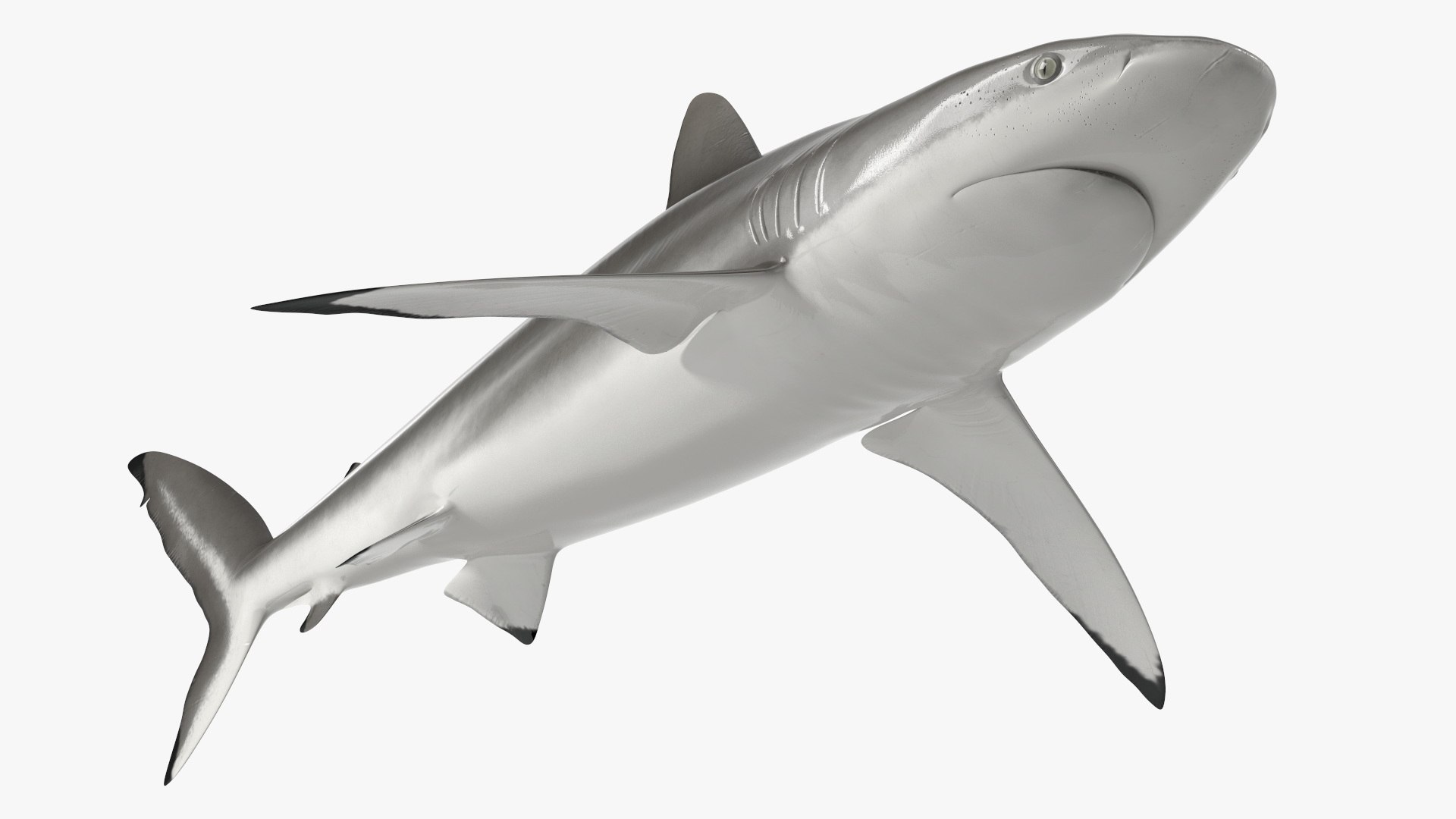 Realistic Silky Shark Rigged 3D https://p.turbosquid.com/ts-thumb/go/YUOaj3/GQ/realisticsilkysharkrigged3dmodel016/jpg/1722825616/1920x1080/fit_q87/8ca59d23628247194b81d9c02adfcbbc83ca65ff/realisticsilkysharkrigged3dmodel016.jpg