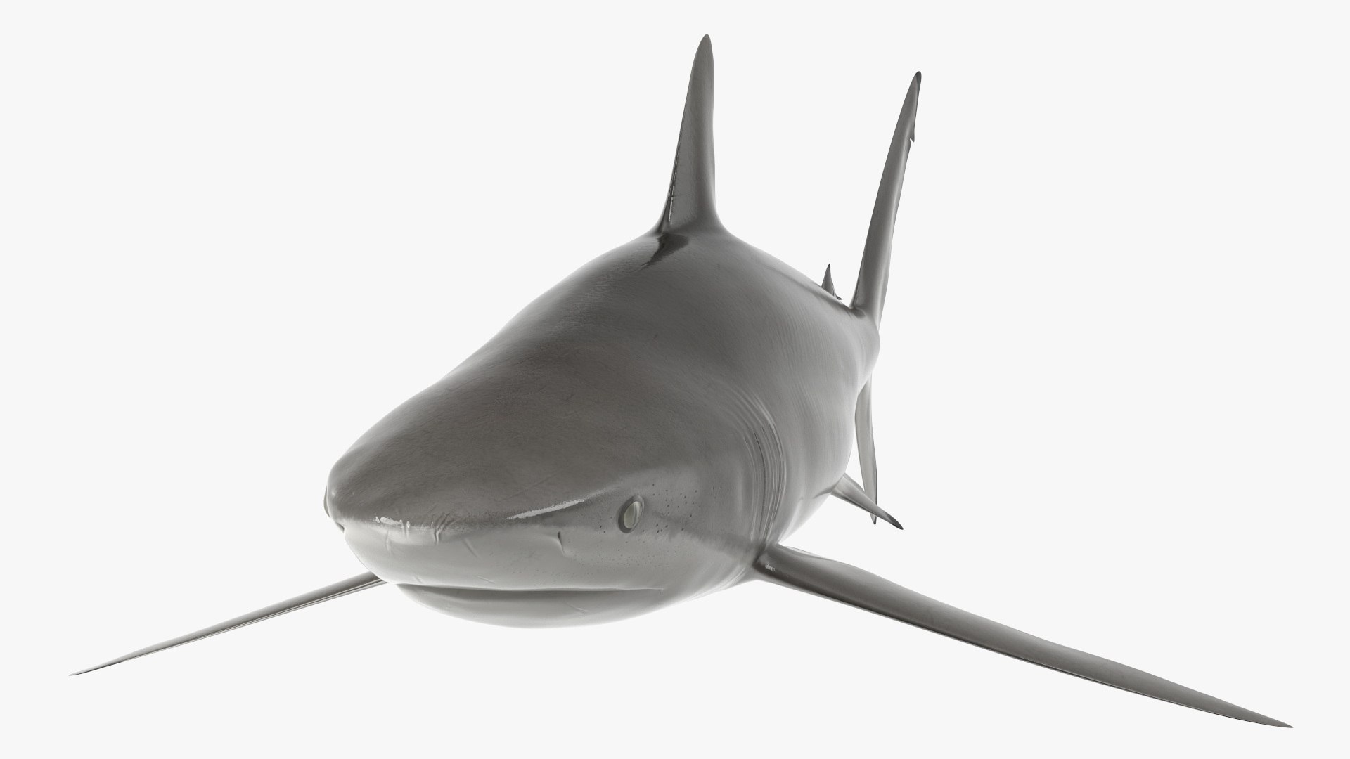 Realistic Silky Shark Rigged 3D https://p.turbosquid.com/ts-thumb/go/YUOaj3/Q9/realisticsilkysharkrigged3dmodel012/jpg/1722825590/1920x1080/fit_q87/8bef03d74cdc84d85d2d006a1377dd3e02e30871/realisticsilkysharkrigged3dmodel012.jpg