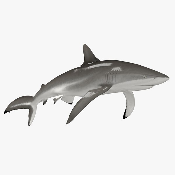 Realistic Silky Shark Rigged 3D