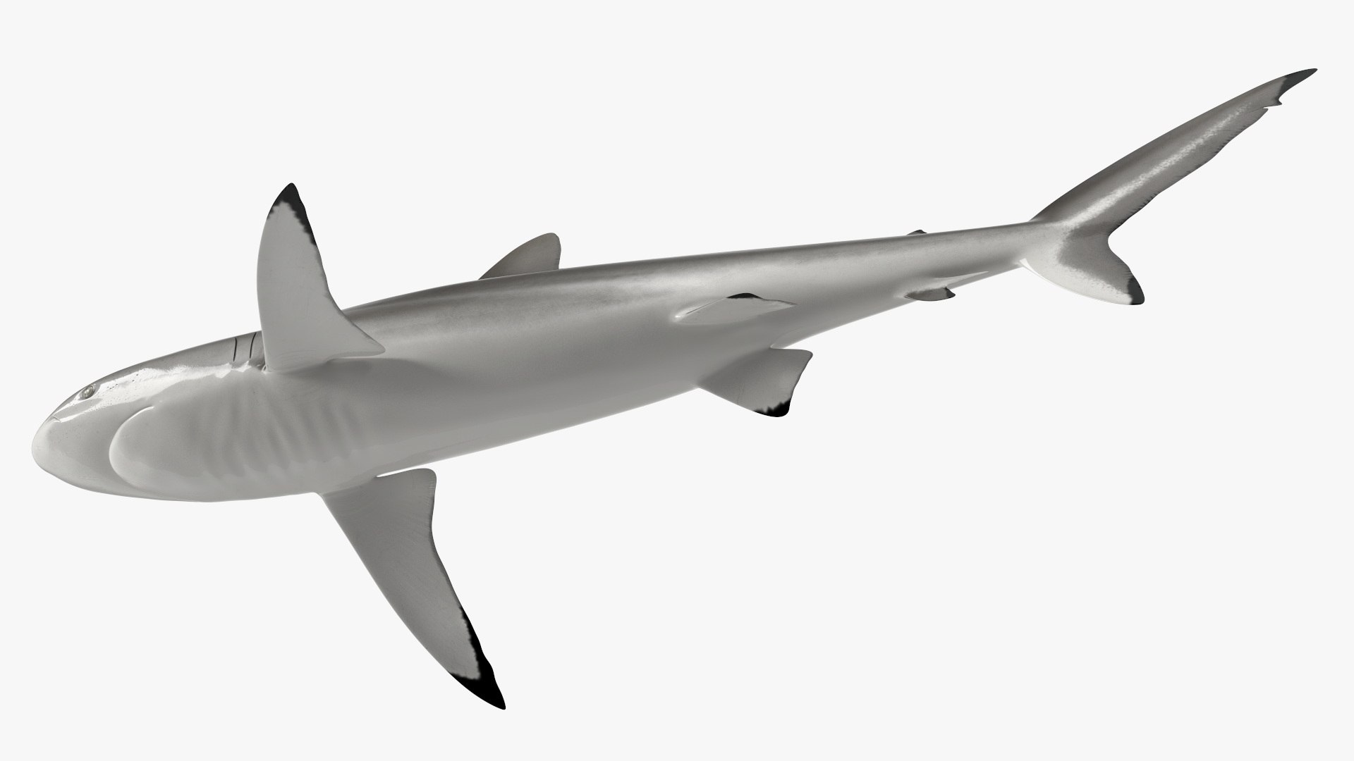 Realistic Silky Shark Rigged 3D https://p.turbosquid.com/ts-thumb/go/YUOaj3/Wo/realisticsilkysharkrigged3dmodel015/jpg/1722825609/1920x1080/fit_q87/3a6c9b6ef5d2ba77ecc129fdce814c1b62105122/realisticsilkysharkrigged3dmodel015.jpg