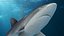 Requin soyeux réaliste gréé