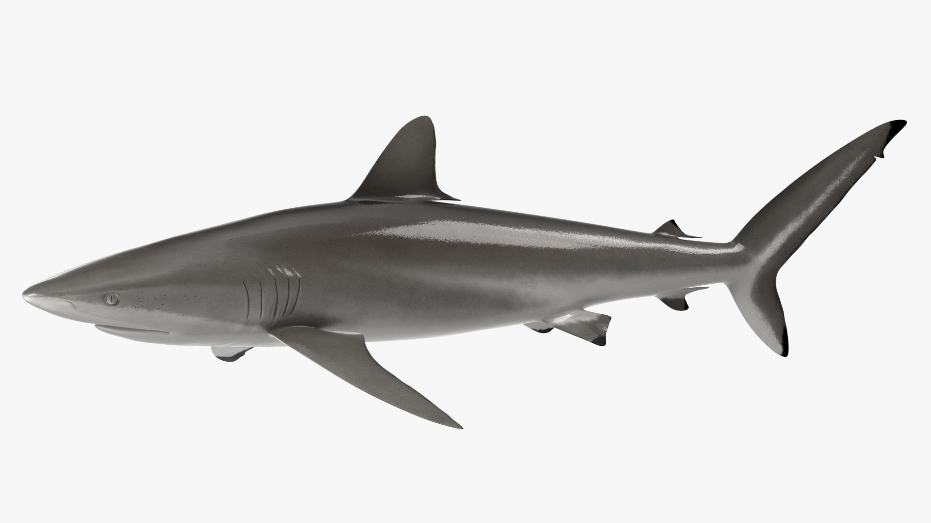 Realistic Silky Shark Rigged 3D https://p.turbosquid.com/ts-thumb/go/YUOaj3/b8/realisticsilkysharkrigged3dmodel013/jpg/1722825596/1920x1080/fit_q87/4731392fc255a21527a49ee297091eb94630217d/realisticsilkysharkrigged3dmodel013.jpg