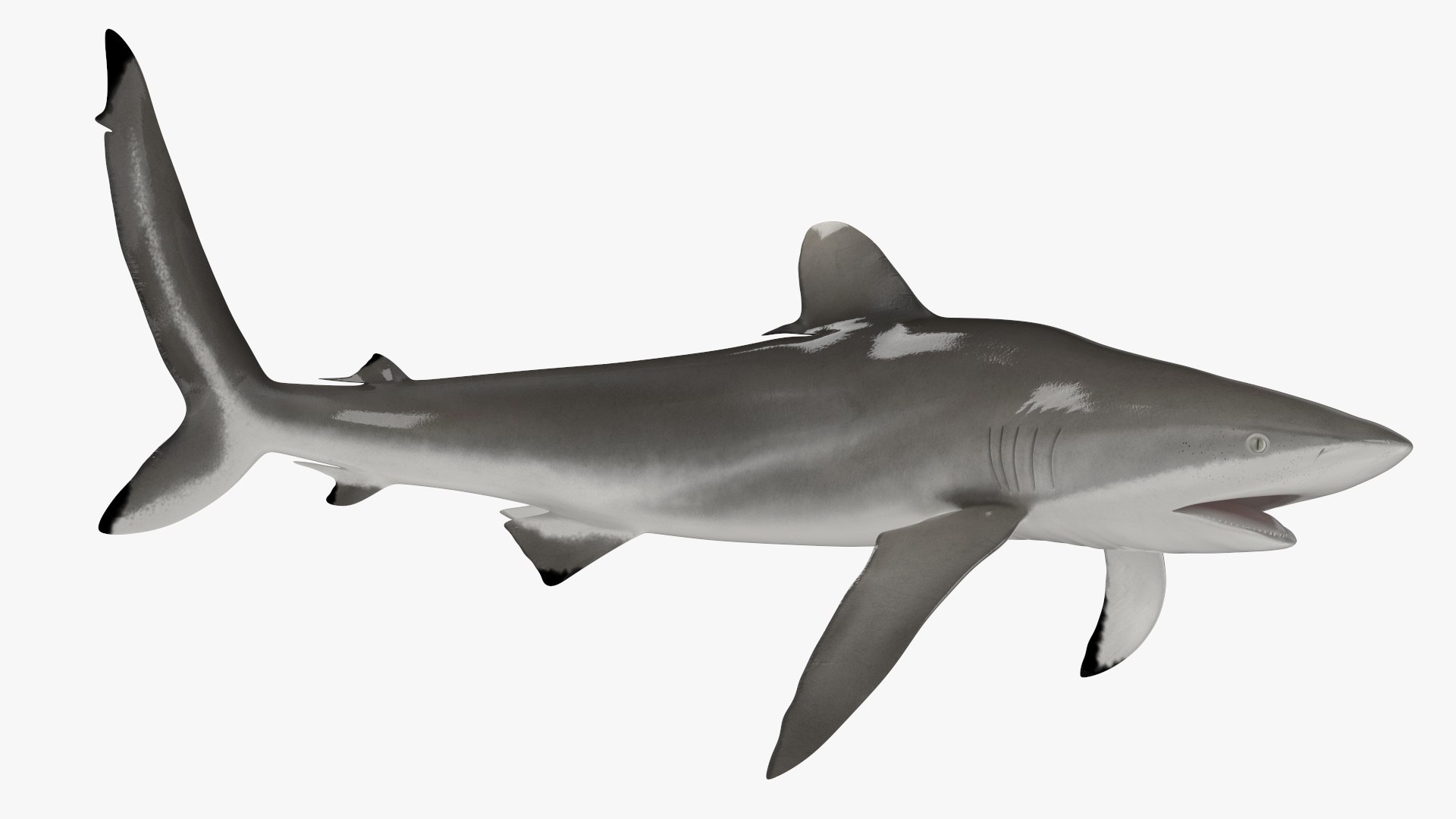 Realistic Silky Shark Rigged 3D https://p.turbosquid.com/ts-thumb/go/YUOaj3/dW/realisticsilkysharkrigged3dmodel011/jpg/1722825585/1920x1080/fit_q87/0d0c118d98ef4308c81eba8552afa7fda5db4f2e/realisticsilkysharkrigged3dmodel011.jpg