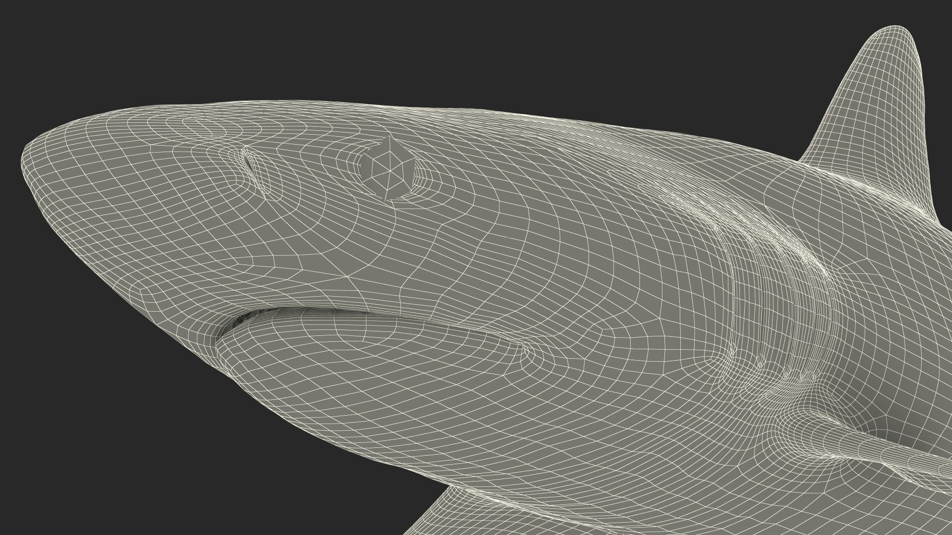 Realistic Silky Shark Rigged 3D https://p.turbosquid.com/ts-thumb/go/YUOaj3/dy/realisticsilkysharkrigged3dmodel027/jpg/1722825679/1920x1080/fit_q87/6c211f53fd3b55b2d36f8aff2314b4450d0816f6/realisticsilkysharkrigged3dmodel027.jpg