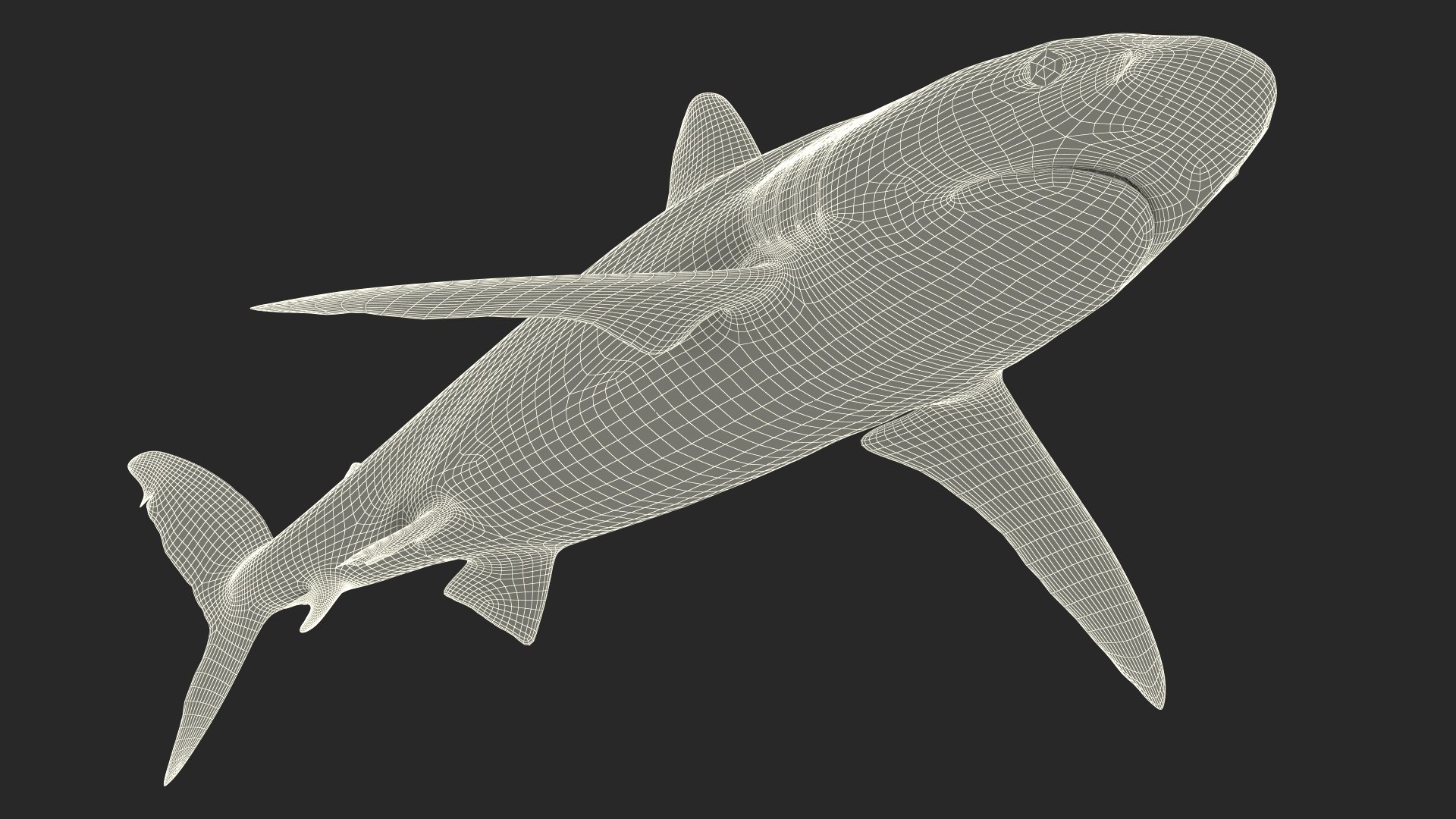Realistic Silky Shark Rigged 3D https://p.turbosquid.com/ts-thumb/go/YUOaj3/jB/realisticsilkysharkrigged3dmodel025/jpg/1722825668/1920x1080/fit_q87/fe6da670a676e2bdd966f062d4e0131faf536b9e/realisticsilkysharkrigged3dmodel025.jpg