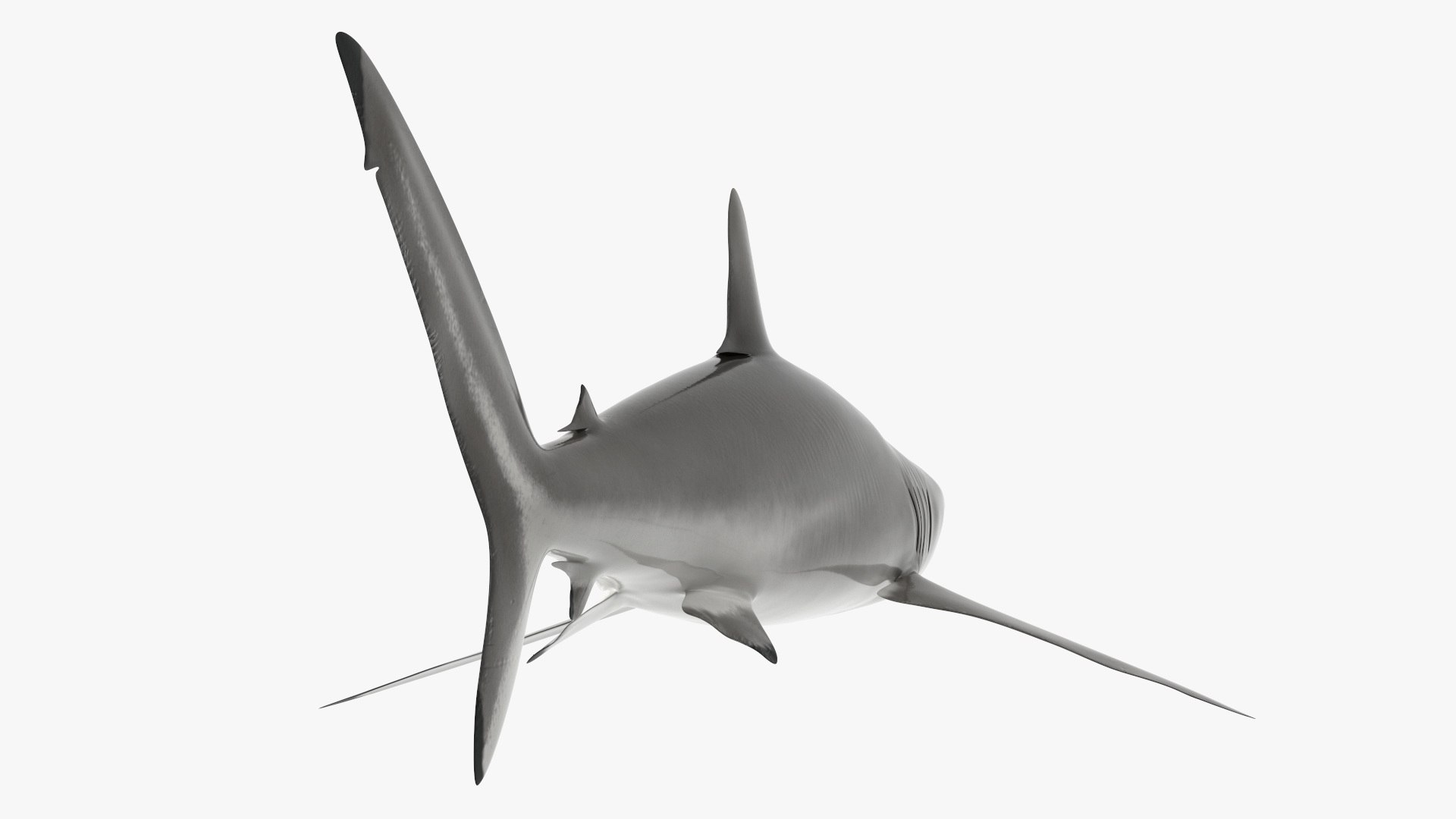 Realistic Silky Shark Rigged 3D https://p.turbosquid.com/ts-thumb/go/YUOaj3/kf/realisticsilkysharkrigged3dmodel014/jpg/1722825601/1920x1080/fit_q87/cc67a90885490bb148a078a0f398a46161eeac9b/realisticsilkysharkrigged3dmodel014.jpg