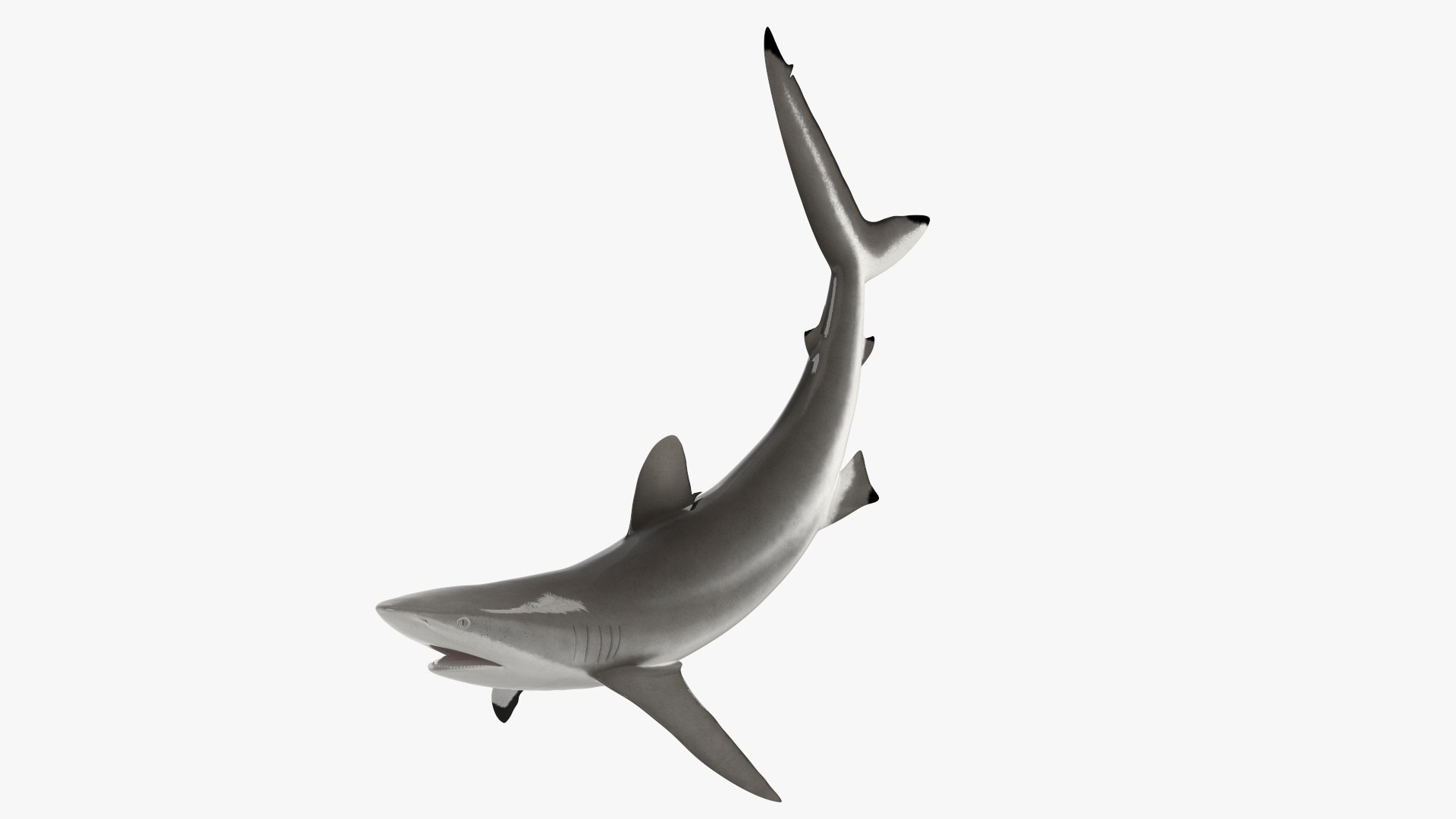 Realistic Silky Shark Rigged 3D https://p.turbosquid.com/ts-thumb/go/YUOaj3/p3/realisticsilkysharkrigged3dmodel010/jpg/1722825580/1920x1080/fit_q87/e89774741f69a2e57a3b39b8db0dfd424c43c65f/realisticsilkysharkrigged3dmodel010.jpg