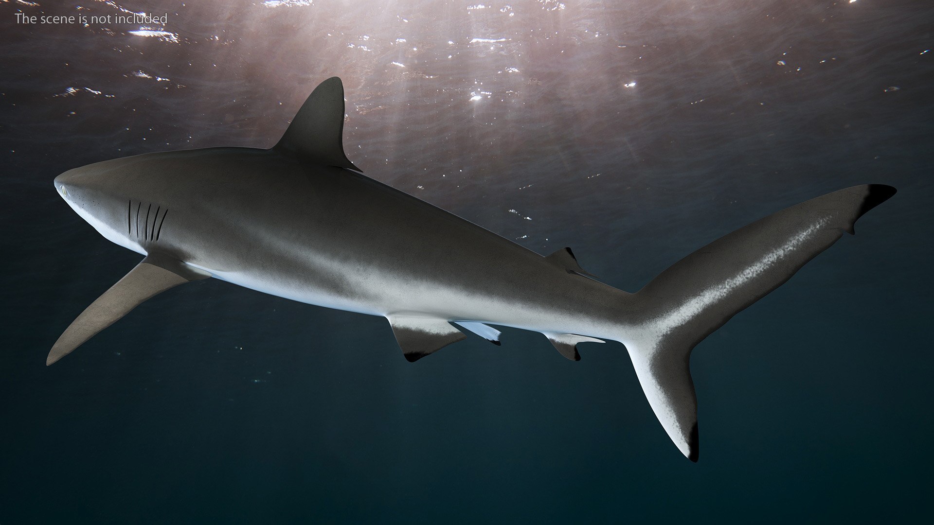 Realistic Silky Shark Rigged 3D https://p.turbosquid.com/ts-thumb/go/YUOaj3/sQ/realisticsilkysharkrigged3dmodel005/jpg/1722825552/1920x1080/fit_q87/0da313261f8f0f6ab781a869264ecab06413fbbb/realisticsilkysharkrigged3dmodel005.jpg