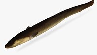 Anguilla rostrata American Eel